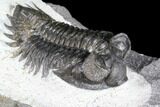 Bargain, Coltraneia Trilobite Fossil - Huge Eyes #86282-3